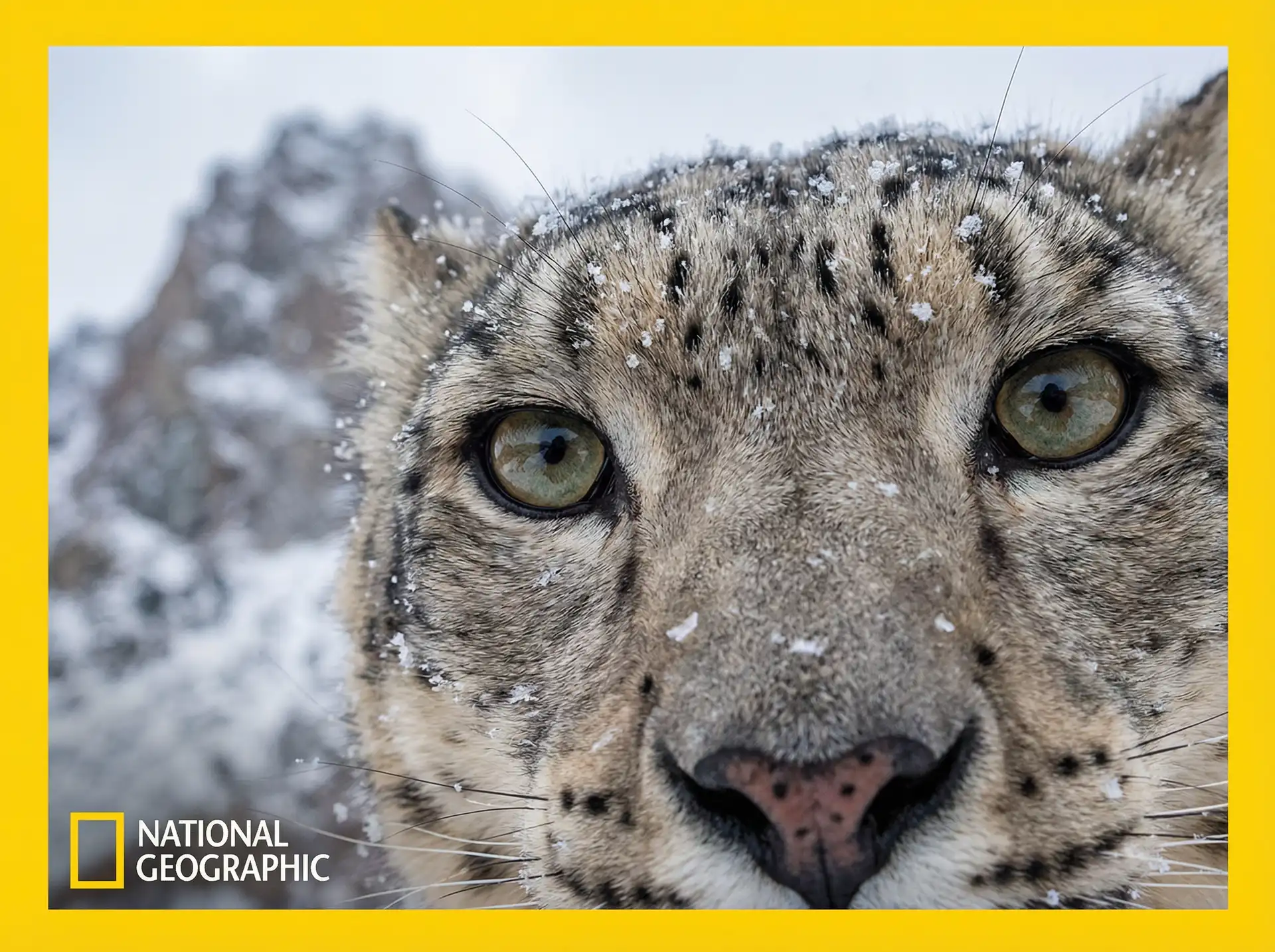 雪豹追踪 - 猎奇视频 探花视频
